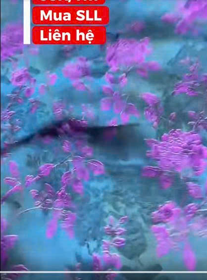 hương vân sa